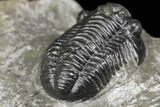 Detailed Gerastos Trilobite Fossil - Morocco #141685-3